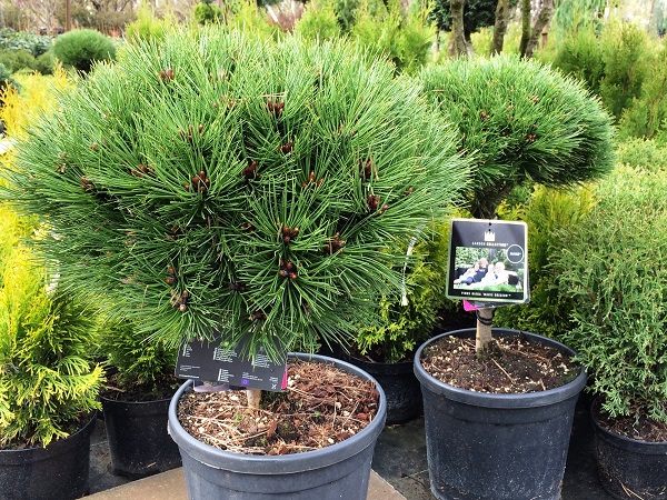 Pušis juodoji ,Pierrick Bregon' (lot. Pinus nigra) Pušis juodoji ,Pierrick Bregon' (lot. Pinus nigra)